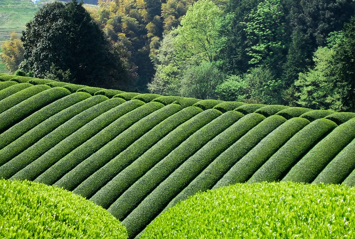 奈良の茶畑 — 大和茶の畝が連なる風景