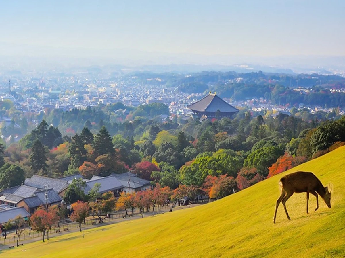若草山から望む奈良の街並みと鹿