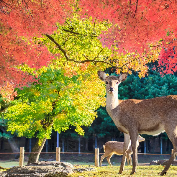 奈良公園の鹿と紅葉 — 奈良の精神文化